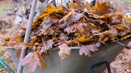 Gartenarbeit im Herbst - Das Herbstlaub in einer Schubkarre