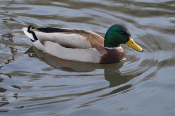 Mallard male floating on the pond