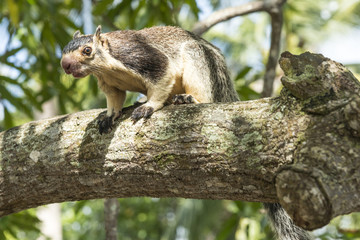 Sri-Lanka-Riesenhörnchen (Ratufa macroura)