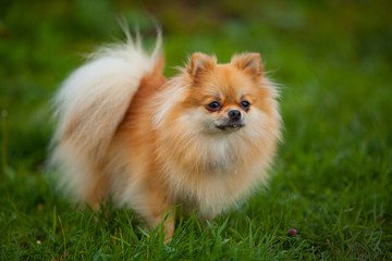 beautiful red dwarf Spitz on green lawn