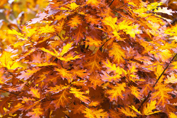 Romantic maple twig in magical autumn.