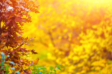 Naklejka na ściany i meble Romantic forest in magical autumn. In the backlight warm sunbeam