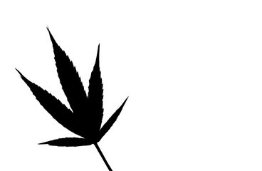 Black marijuana silhouette on white background. Ganja simple white empty background.