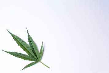 Marijuana cannabis leaf on white grey blue gradient background surface