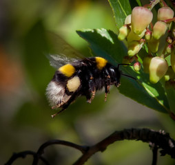 Flying Bumble Bee - Vespa in volo
