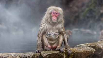 Over the Top - Snow Monkey
