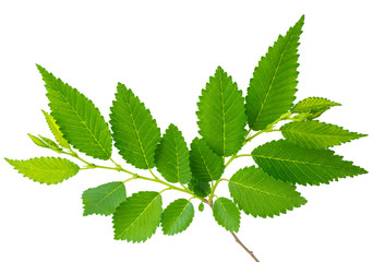 spring twig elm with green leaves isolated on a white background at macro lense shot