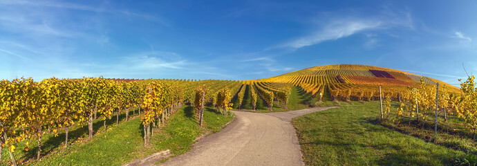 A panorama of vineyards in Autumn