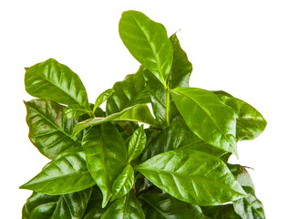 young green sprouts bush of coffee in the terra-cotta pot isolated on white background