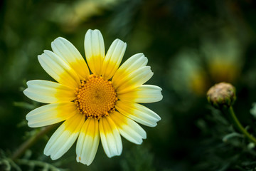 Yellow flower in Spain