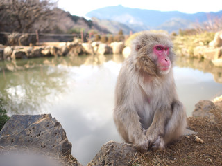 Naklejka premium くつろぐ猿