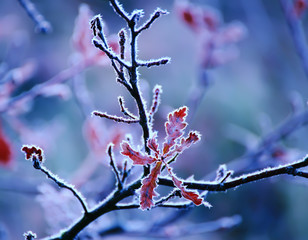 oak leaves on the branches in late autumn frost. beautiful natural back garden plan, the forest, the park in the late autumn. Delicate branch with leaves, soft focus.
