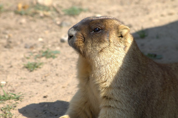 Marmot