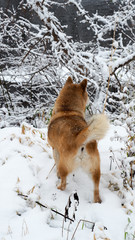 A Dog in Snow