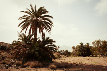 Fototapeta na wymiar Desert place with palm trees located in southeast Spain