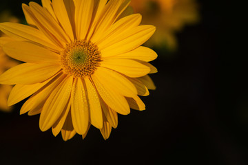 Close-up yellow daisy flower in the nature