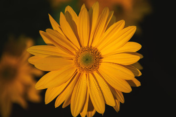 Close-up yellow daisy flower in the nature