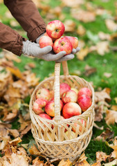 woman with basket of apples at autumn garden