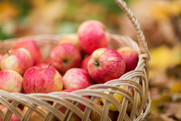 wicker basket of ripe red apples at autumn garden