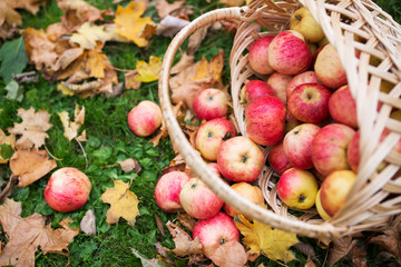 wicker basket of ripe red apples at autumn garden