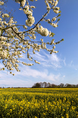 Pola rzepaku z kwitnącą czereśnią na pierwszym planie w miejscowości Redło k. Goleniowa