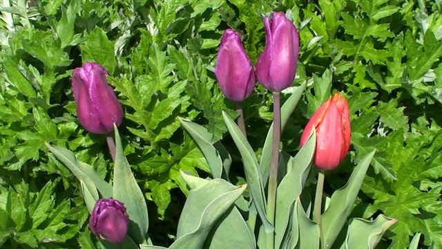 Totale Windstille - keine Bewegung bei den mit Wassertropfen verzierten Tulpen
