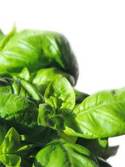 Fresh basil herb, close up shot isolated on white background.