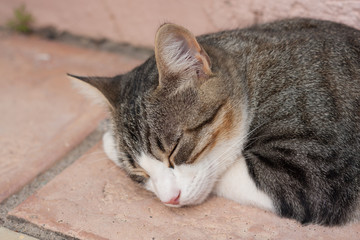 cat sleeping
