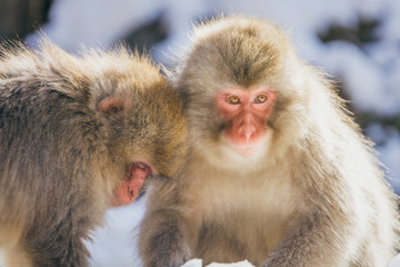 Jigokudani monkey park in Japan is the only place in the world where monkeys bath in hot springs.