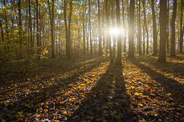 Romantic morning in forest of the beech tree. Early morning fros