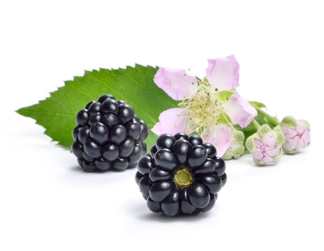 Fresh blackberries and blackberry flower, isolated on white background.