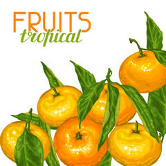 Background with mandarins. Tropical fruits and leaves