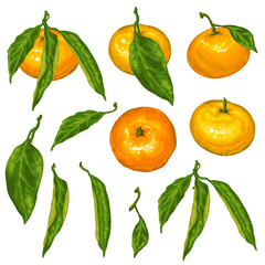 Set of mandarins. Tropical fruits and leaves