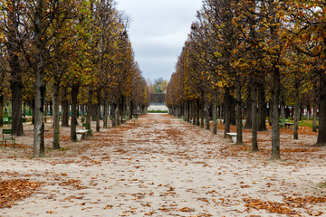 Tree Alley in the Jardin des Tuileries in Paris, France during the Fall Season