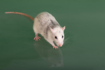 portrait of domestic rat