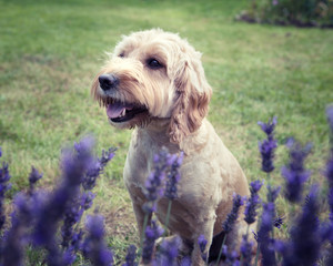 A Cockapoo dog sitting behind a lavender bush looking in the distance