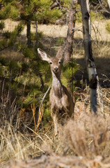 Mule Deer in the Pike National Forest of Colorado