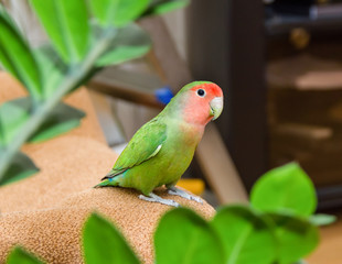 wavy parrot sits on a chair