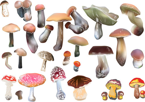 set of color mushrooms on white
