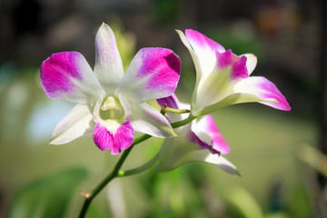 Beautiful blooming purple orchid.