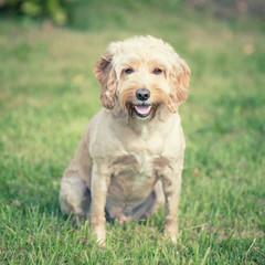A Cockapoo dog sitting in the green grass