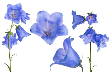 set of large blue bellflowers isolated on white