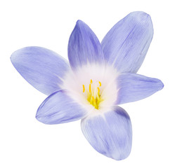 isolated large blue crocus bloom