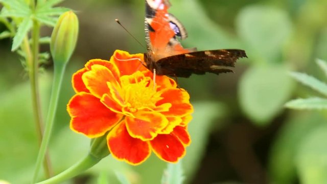 bright butterfly collects nectar on a flower