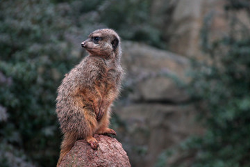 Fototapeta premium Funny meerkat sitting on a stone. Leipzig, Germany
