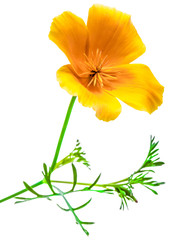 flower Eschscholzia californica (California poppy, golden poppy, California sunlight, cup of gold) isolated on white background shots in macro lens close-up