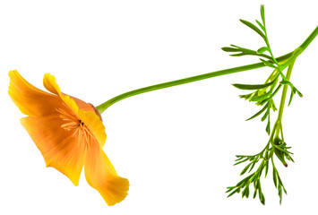 Naklejka premium flower Eschscholzia californica (California poppy, golden poppy, California sunlight, cup of gold) isolated on white background shots in macro lens close-up
