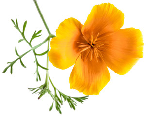 Obraz na płótnie Canvas flower Eschscholzia californica (California poppy, golden poppy, California sunlight, cup of gold) isolated on white background shots in macro lens close-up