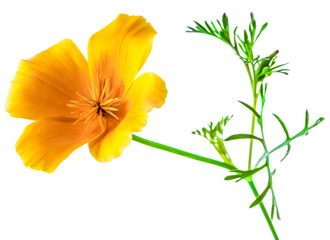 flower Eschscholzia californica (California poppy, golden poppy, California sunlight, cup of gold) isolated on white background shots in macro lens close-up