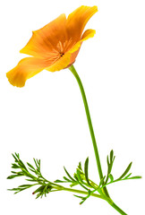 Obraz premium flower Eschscholzia californica (California poppy, golden poppy, California sunlight, cup of gold) isolated on white background shots in macro lens close-up